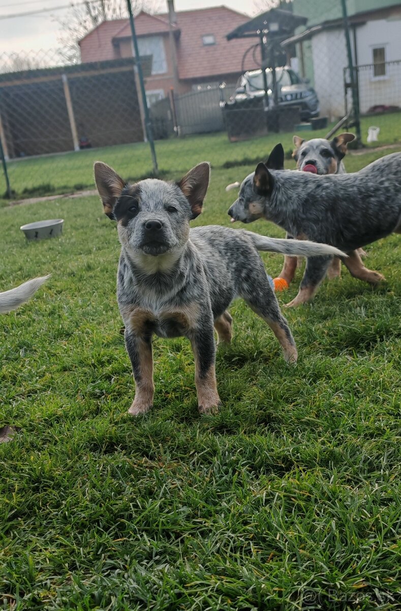 Australsky dobytkarsky pes - 10