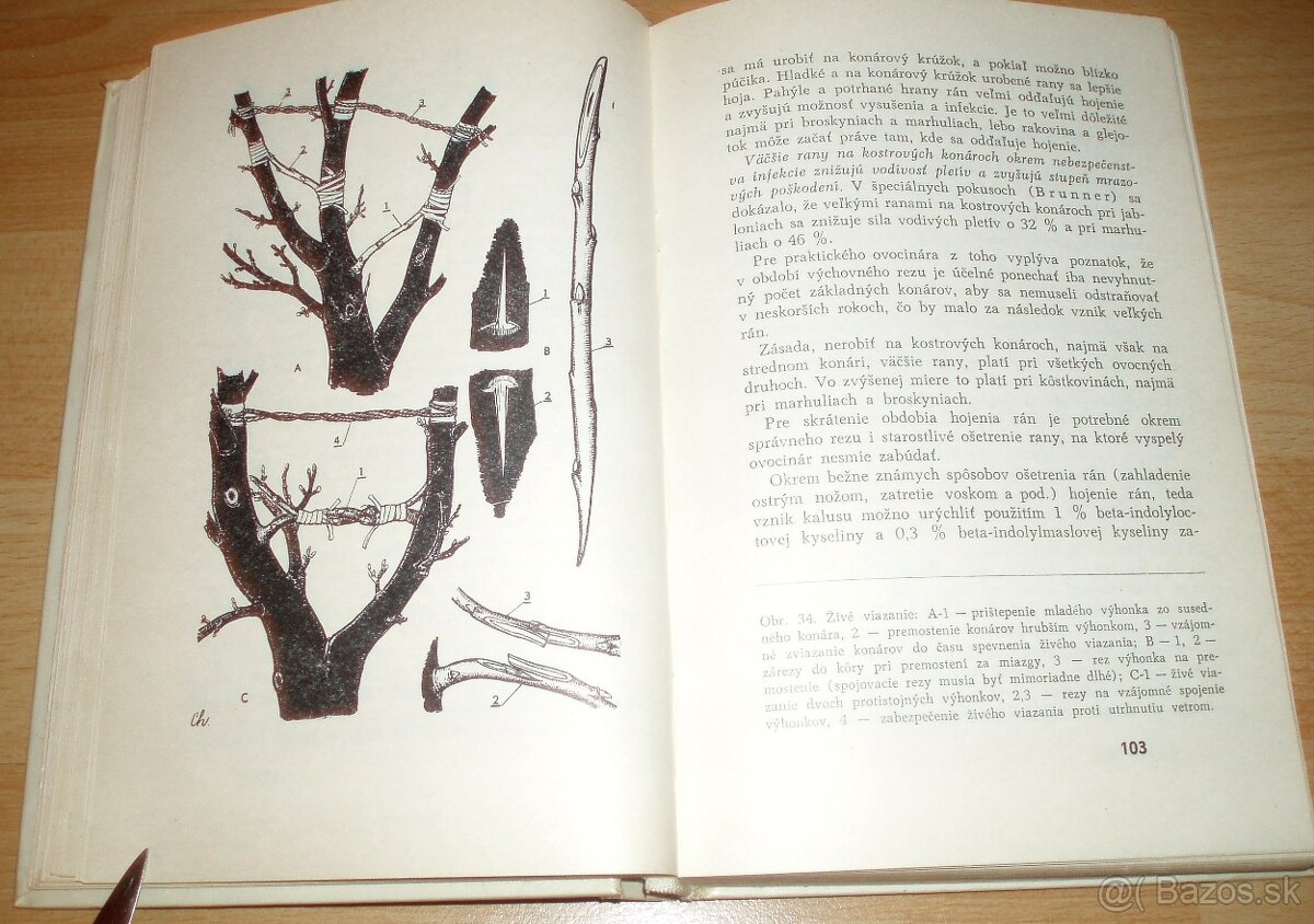 Rez a tvarovanie ovocných drevín - 10