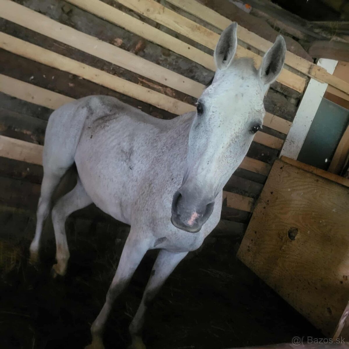 Predám 14 ročnú kobylku shagia arab - 10