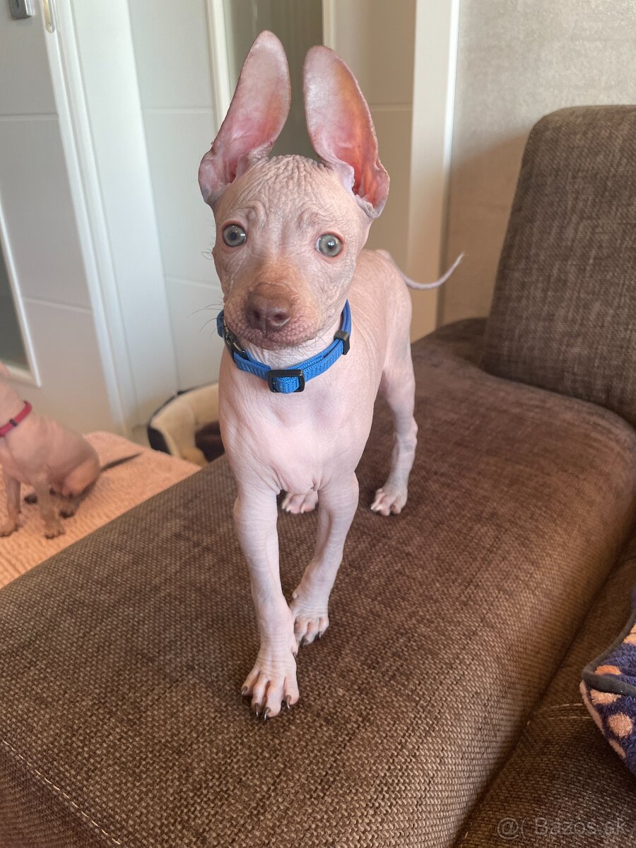 Peruánsky naháč malý - 10