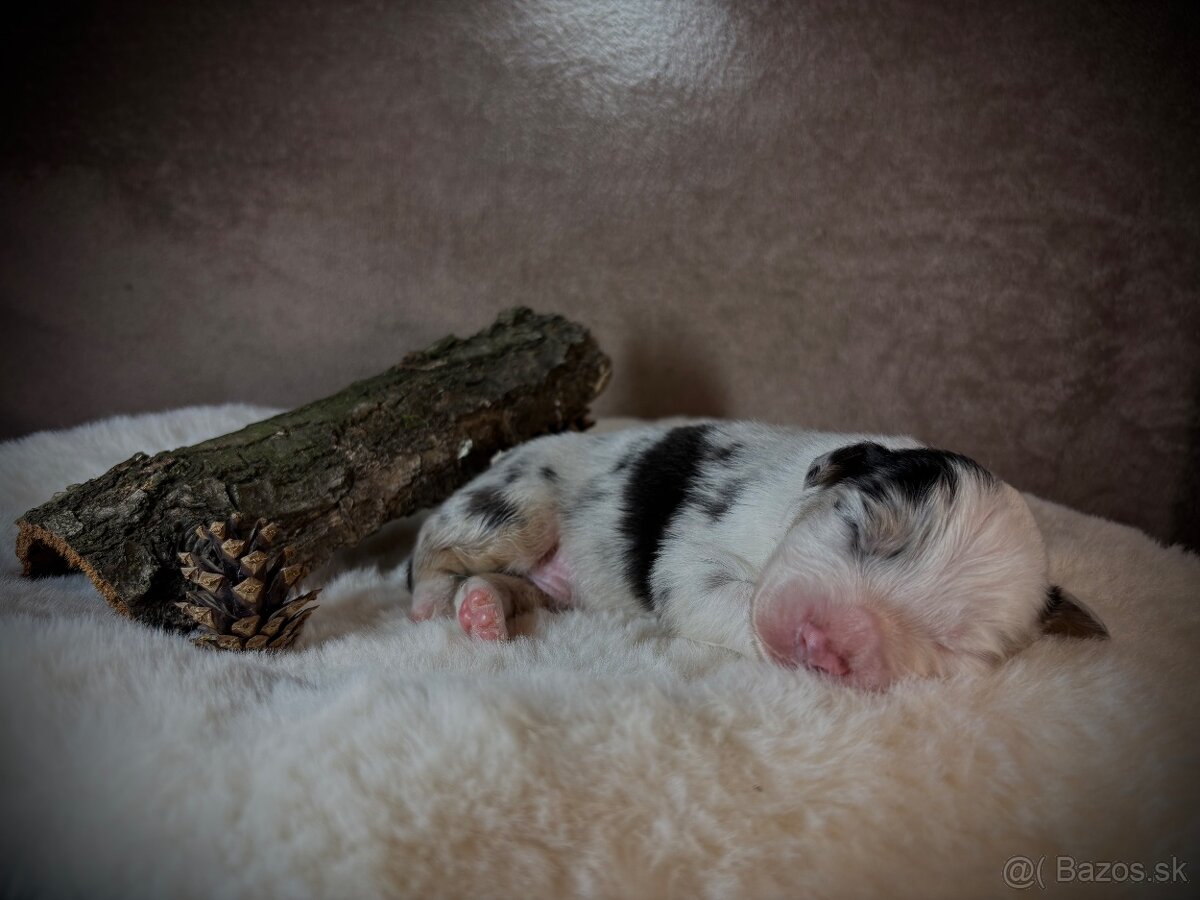 Austrálsky ovčiak s PP - 10