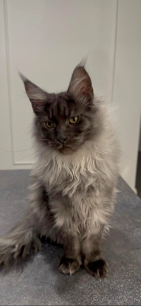 Maine coon, mainská mývalia s PP - kocúrik - 10