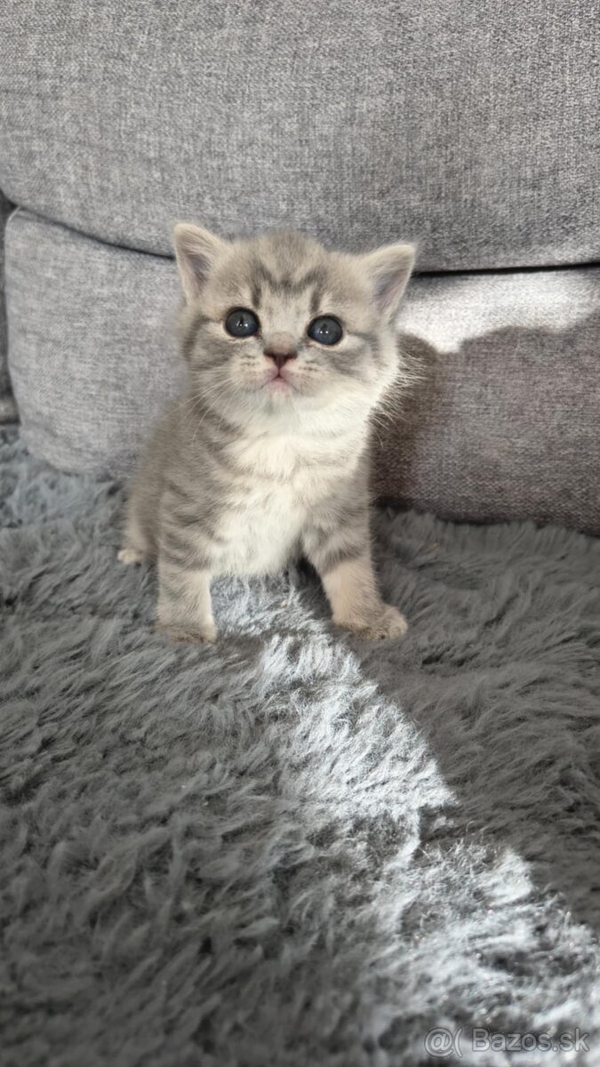 Predám Britské mačiatko - 10