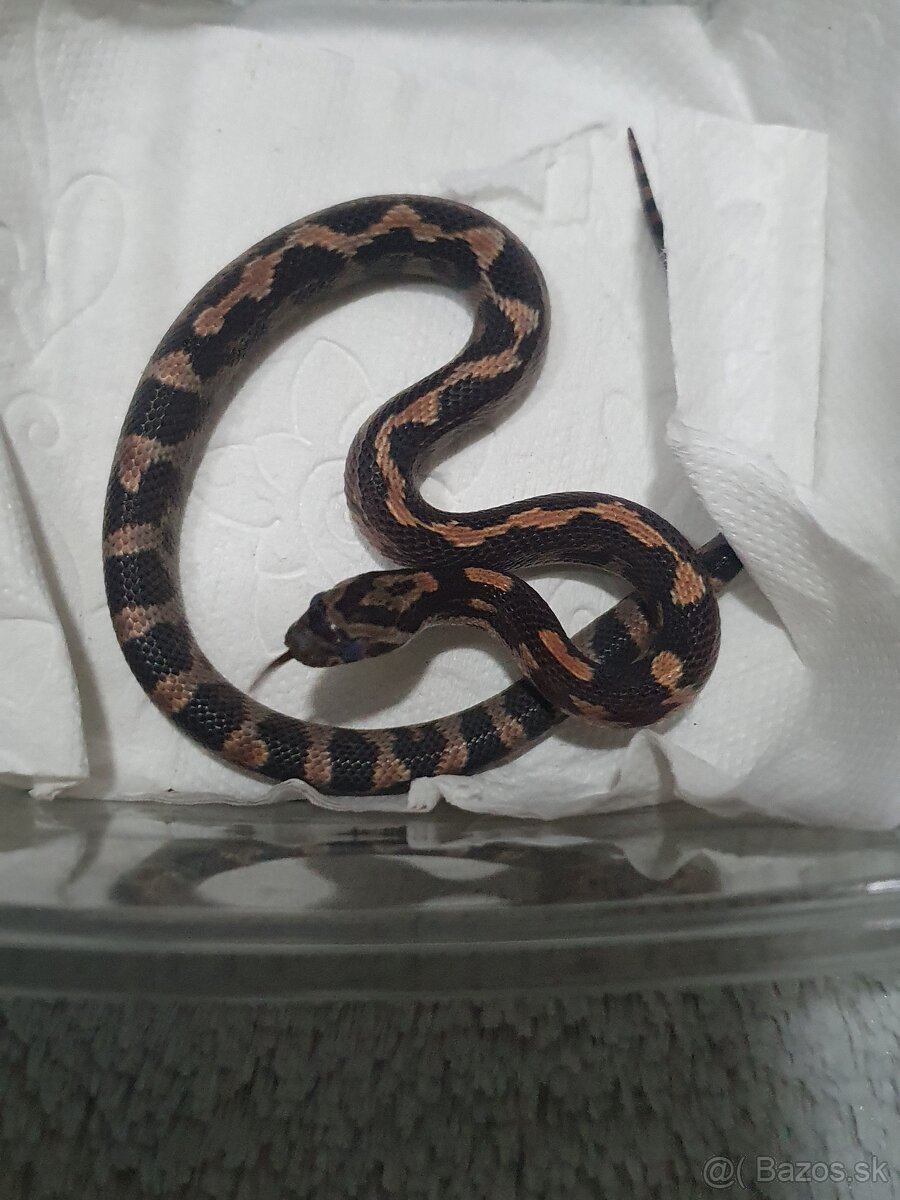 Užovka americká, Pantherophis guttatus, odchov - 10