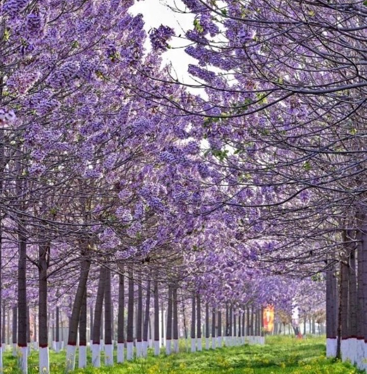 Paulownia Tomentosa rýchlorastúci strom - 10