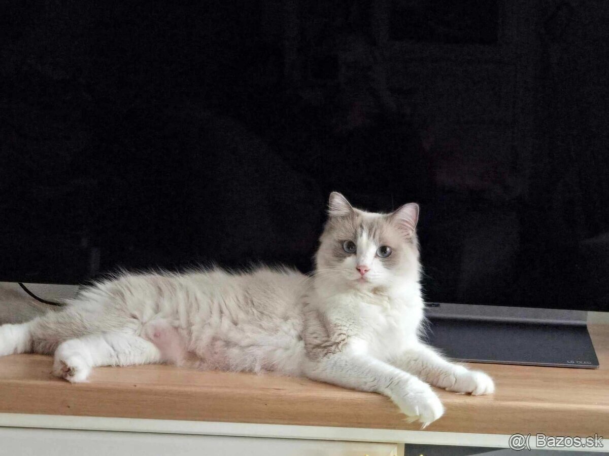 Ragdoll mačiatka - 10