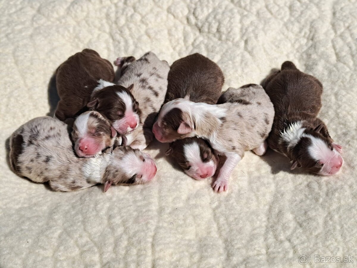 Austrálsky ovčiak- krytie, PP - 10