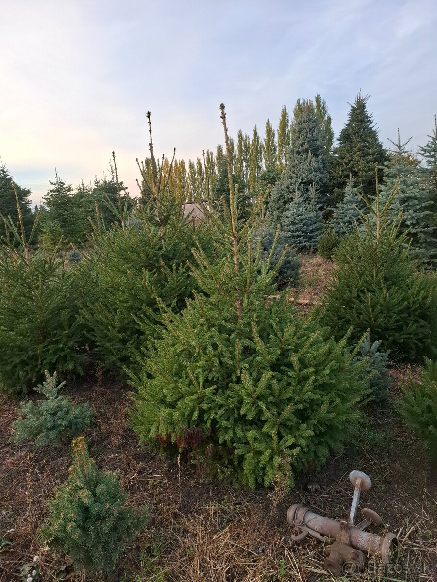 Vianočne stromčeky - 10