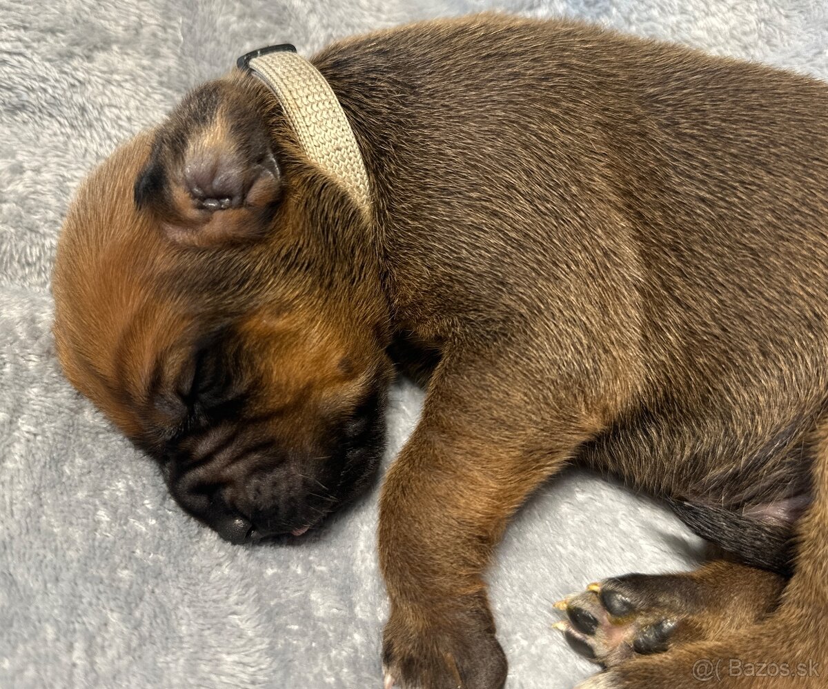 Rhodesian Ridgeback s preukazom pôvodu - 10