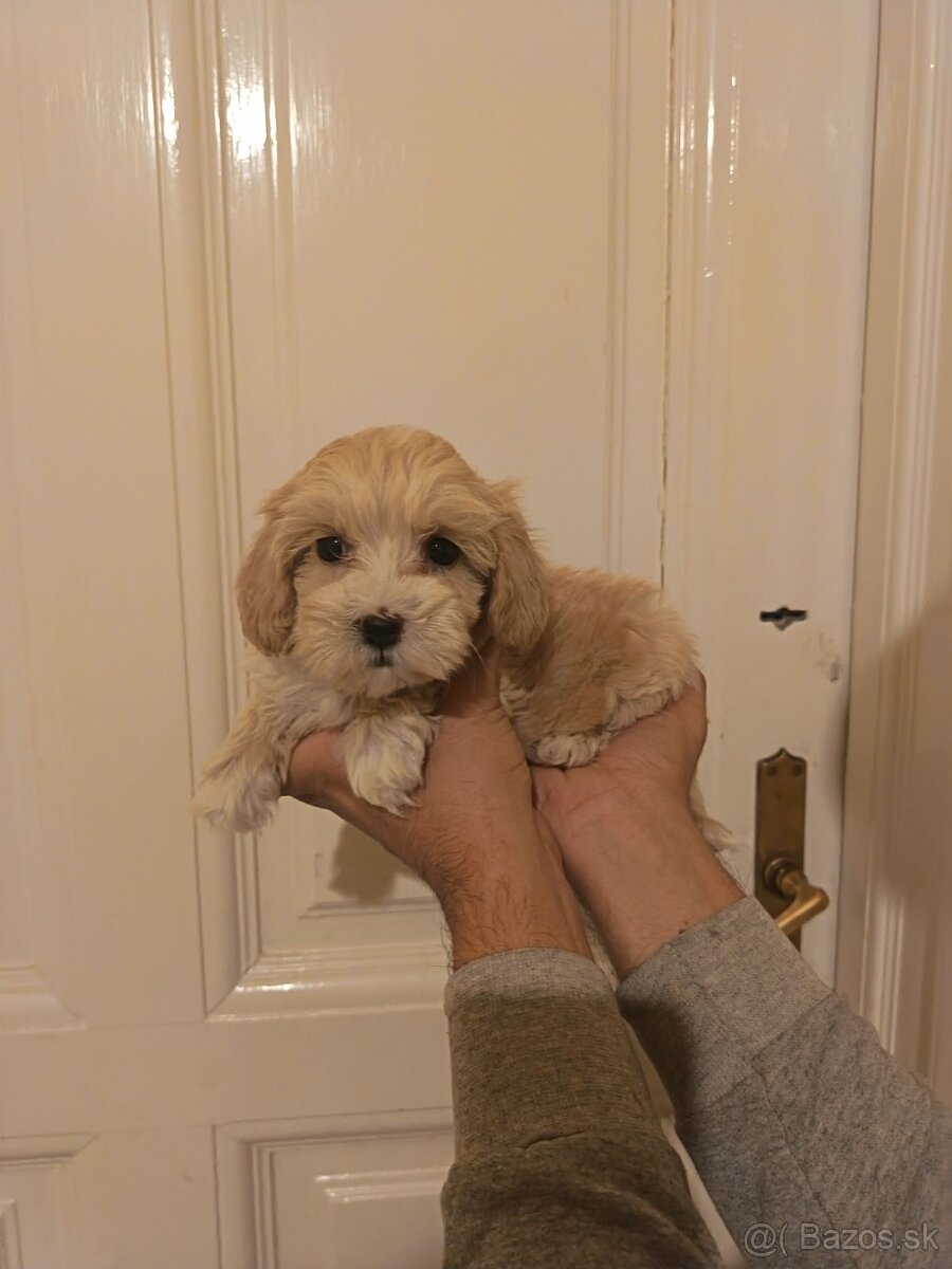 Maltipoo fenka / chalpec - 10