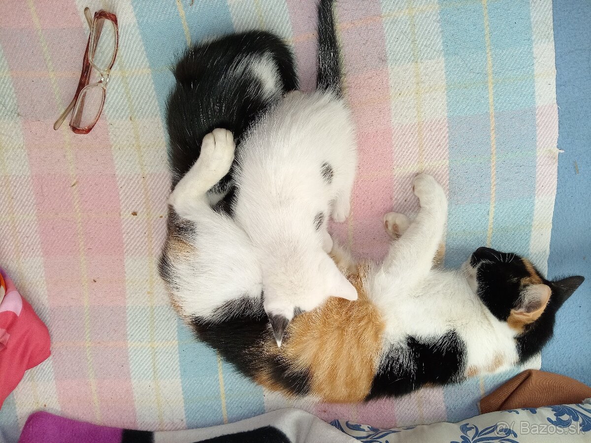 Darujeme mačiatka - 10