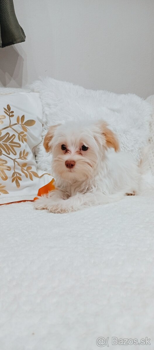 Yorkshire terrier golddust - 10