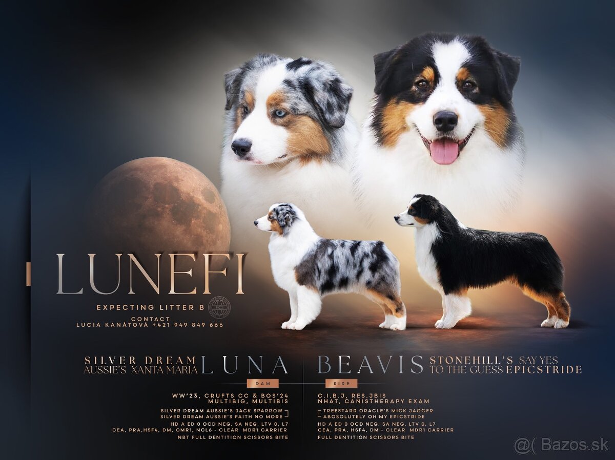 Austrálsky ovčiak s PP - 10