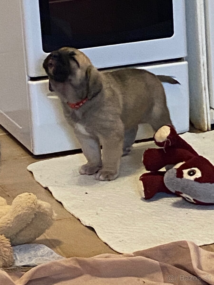 Španělský mastin štěňátka k odběru od 20.1. - 10