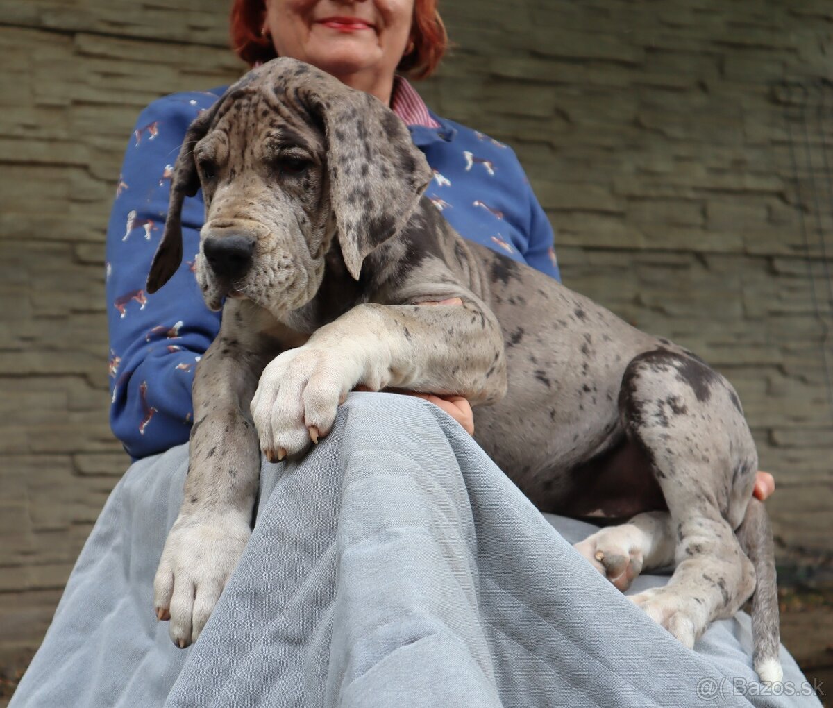 Nemecká doga s PP FCI Harle Černá Merle po šampiónoch - 10