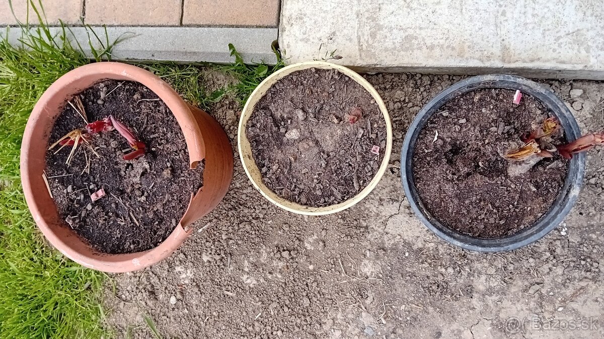 Predám rôzne trvalky - 10