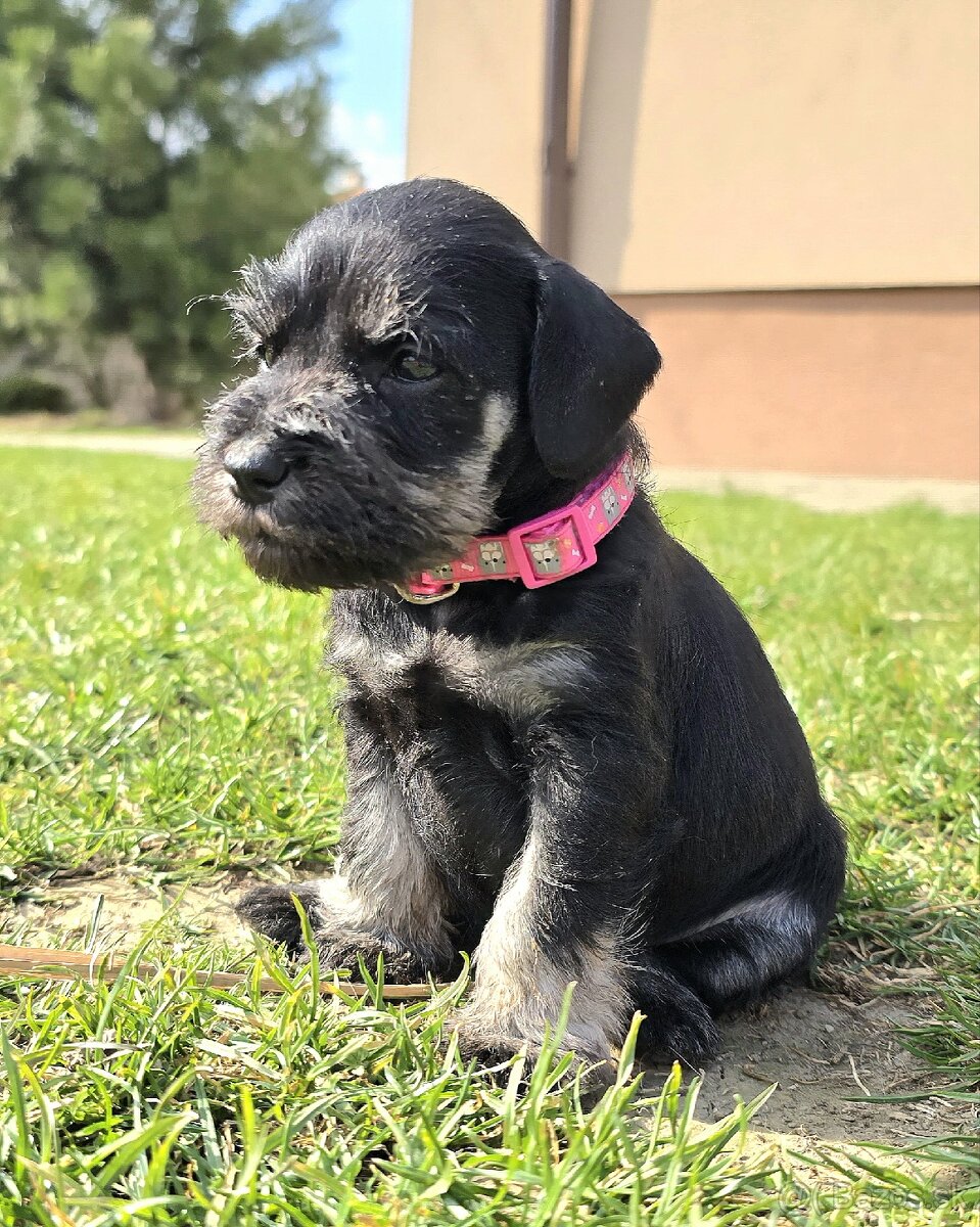 Bradáč malý čiernostrieborný - 10