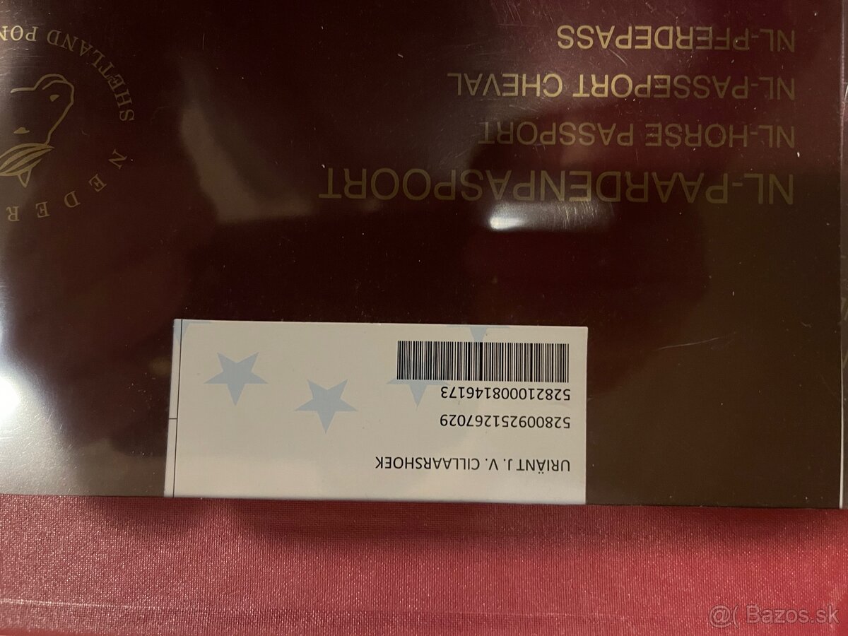 Mini shetland pony - URIANT - 10