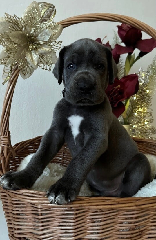 Německá doga modrá s PP - 1 měsíc - 10