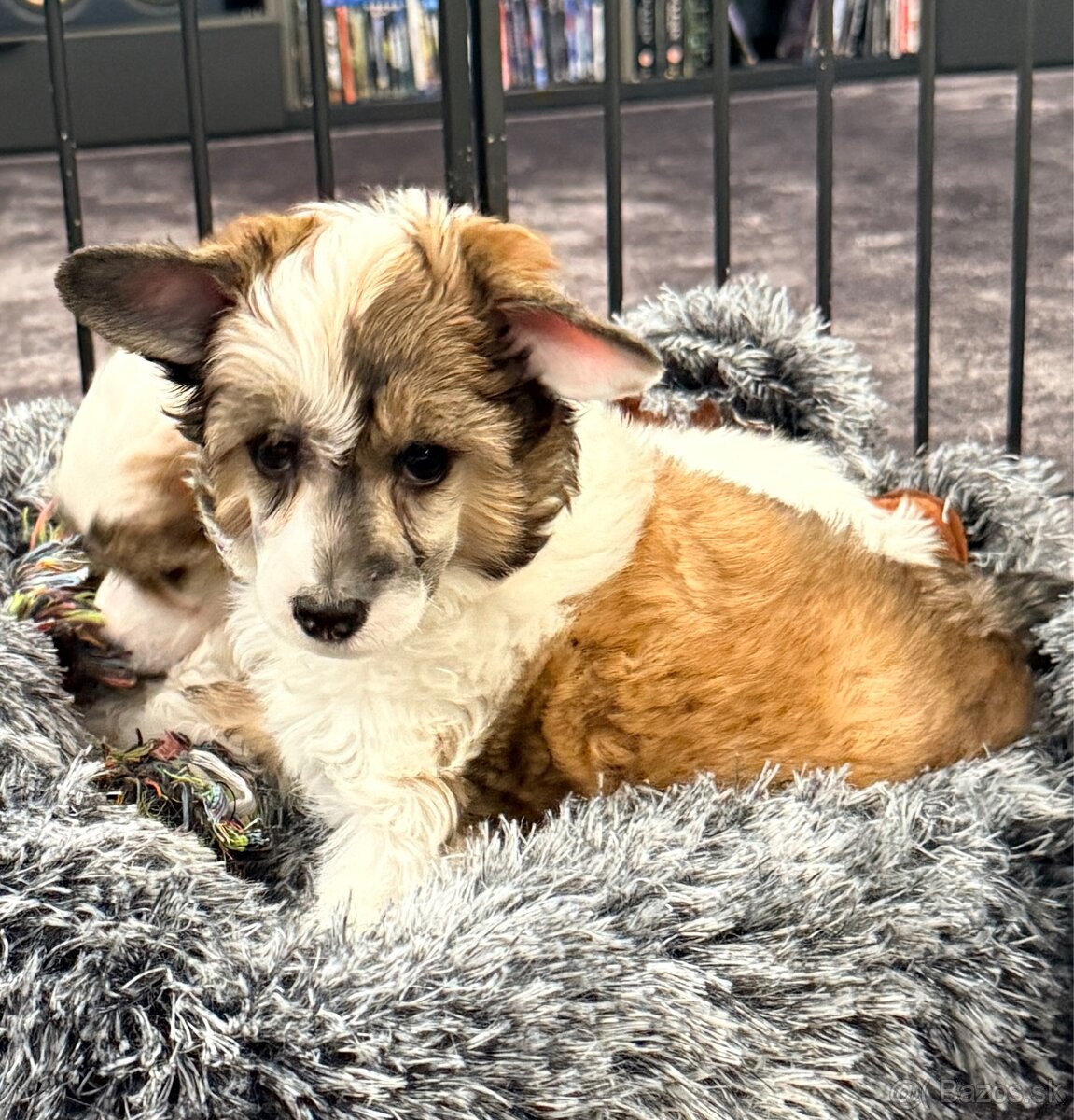 ÚŽASNÉ šteniatka - Čínsky chocholatý pes - labutienky - 10