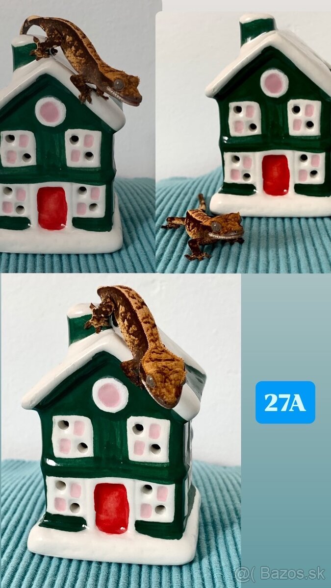 Pagekon riasnaty - 10