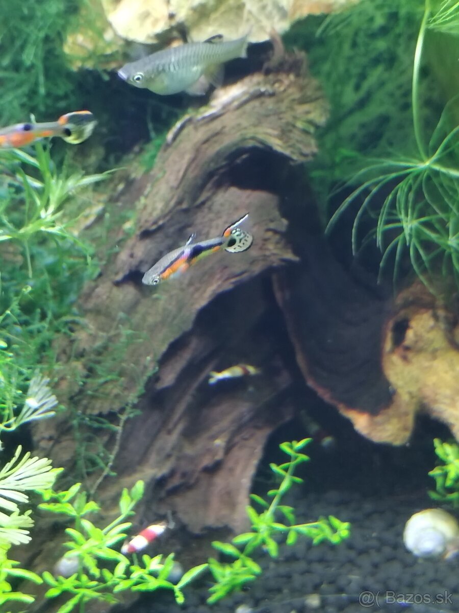 Endlerky Poecilia wingei - 10