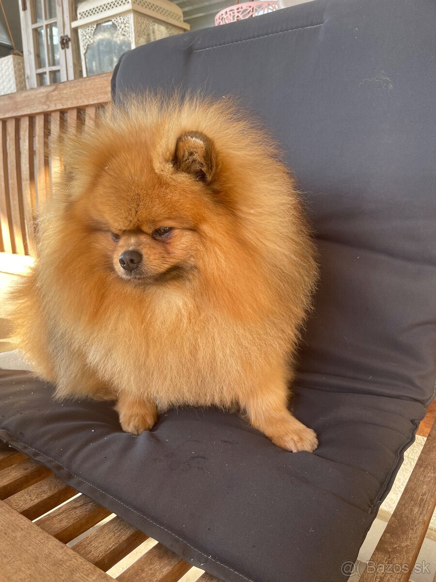 Pomeranian - 10