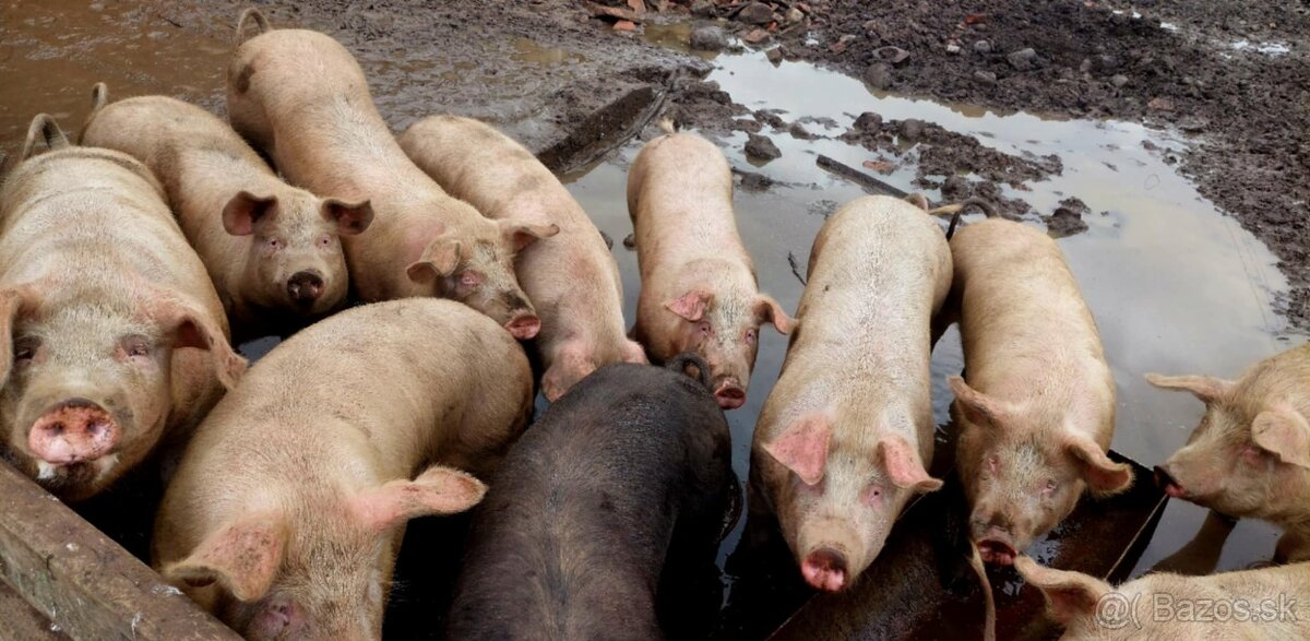 tohtoročné prasce - 10