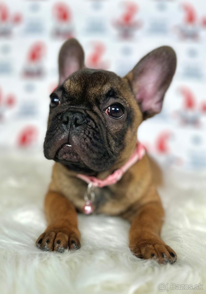 Francúzsky buldoček s PP - sučka BAMBI 🌸 - 10