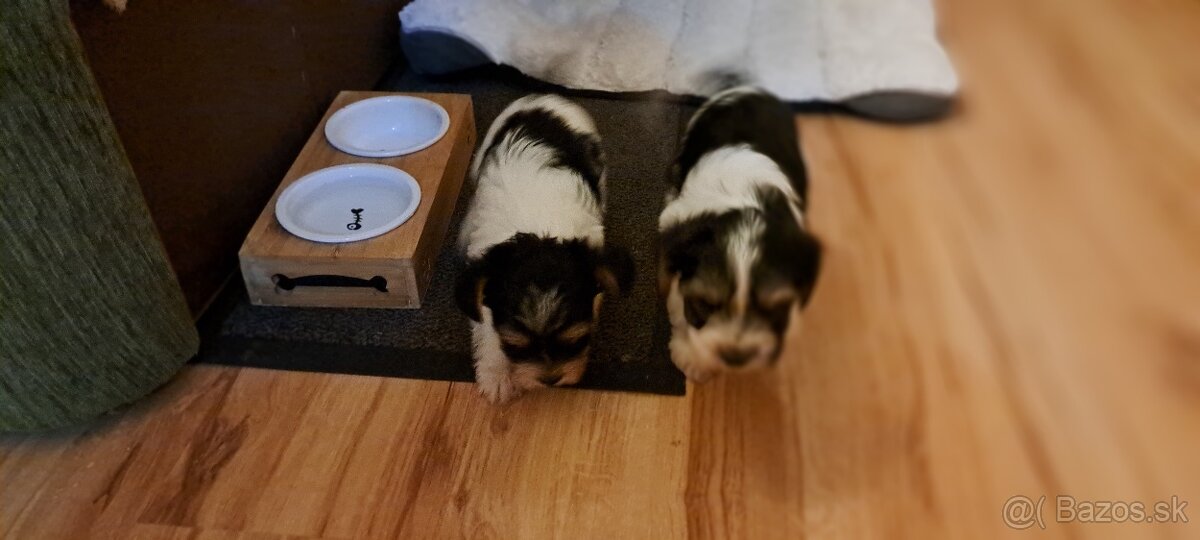 Yorkshire terier biewer mini - 10