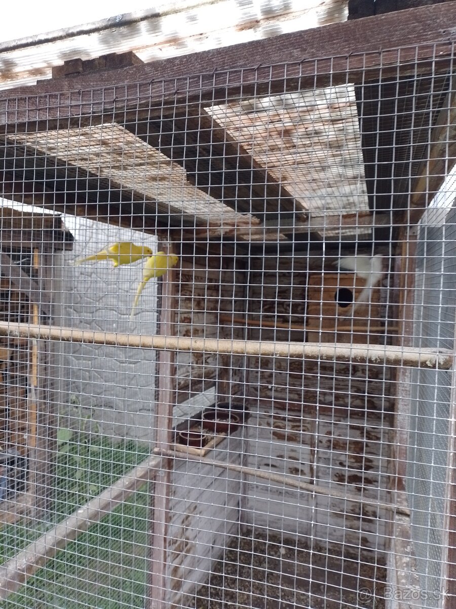 Papagáj spevavy - 10