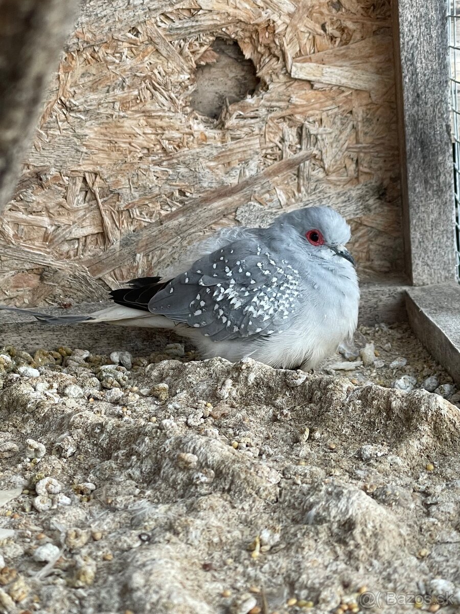 Predám vtáctvo - 10