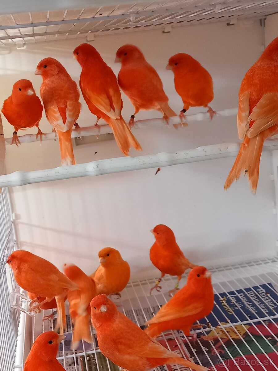 Kanáriky - 10