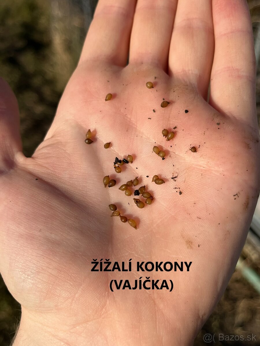 Kalifornské a Hnojné Dážďovky - 10