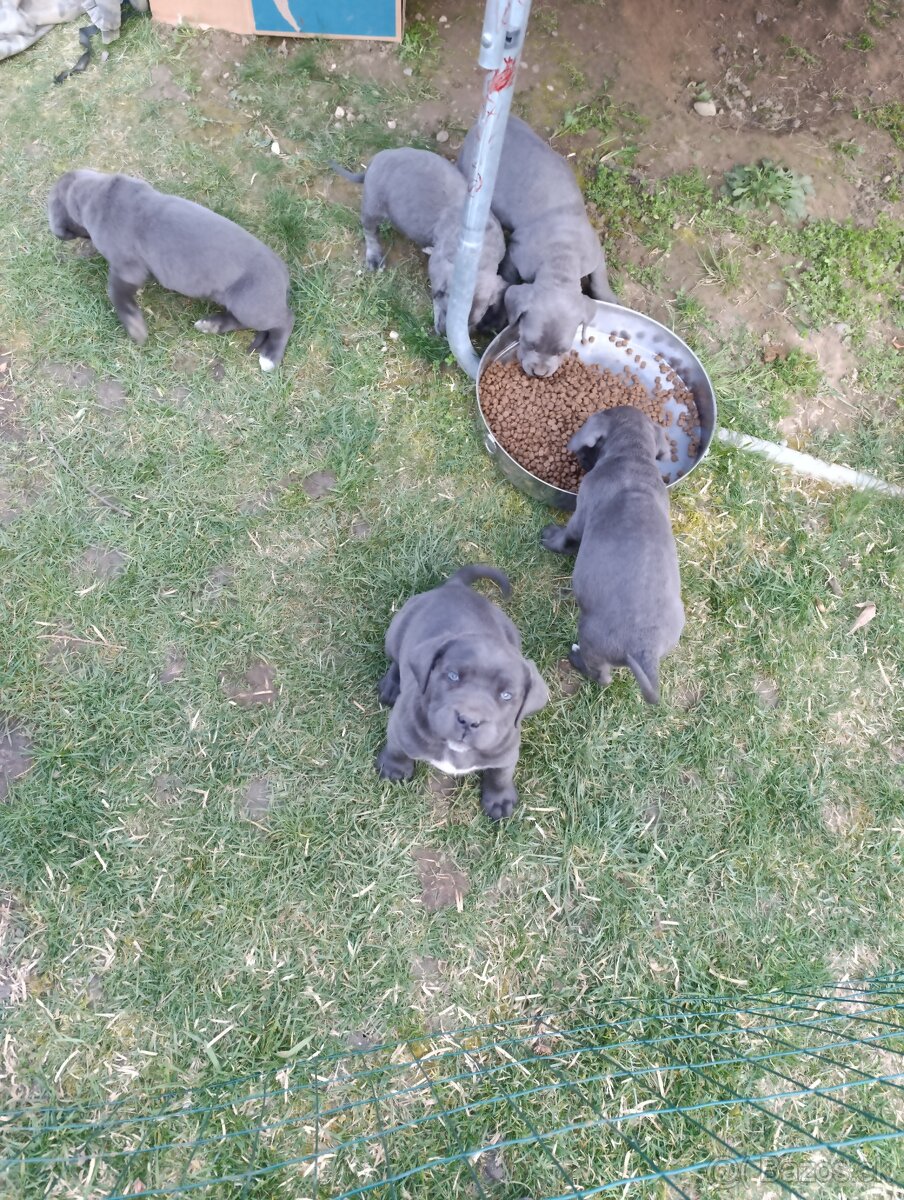Cane corso modré šteniatka - 10