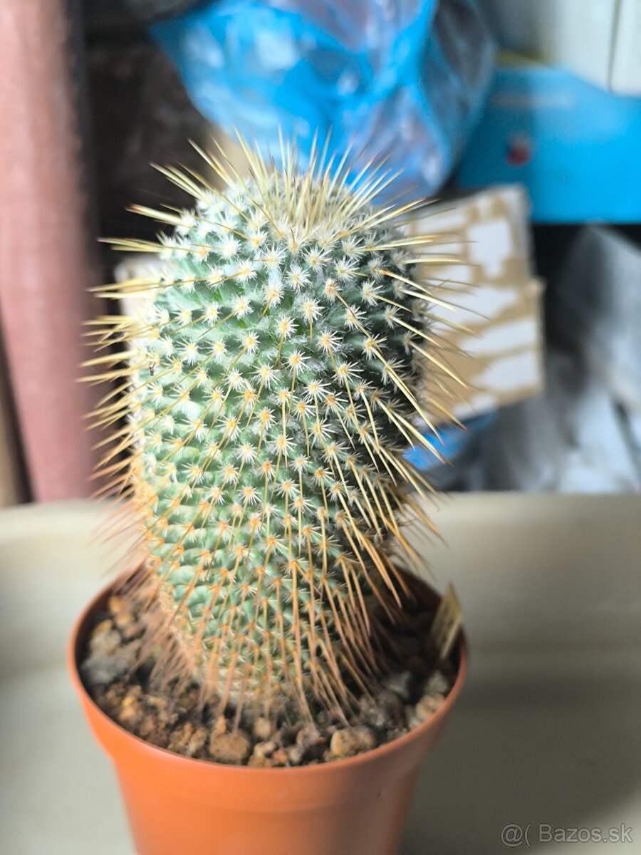 Kaktusy a sukulenty - 10