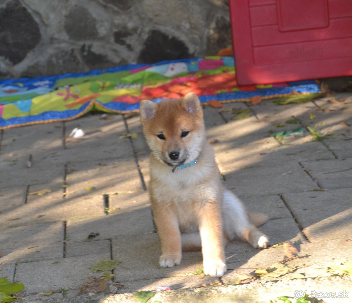 Shiba inu s PP /FCI / - 10