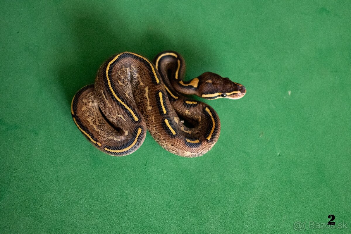 Pytón kráľovský/ Python regius - 10