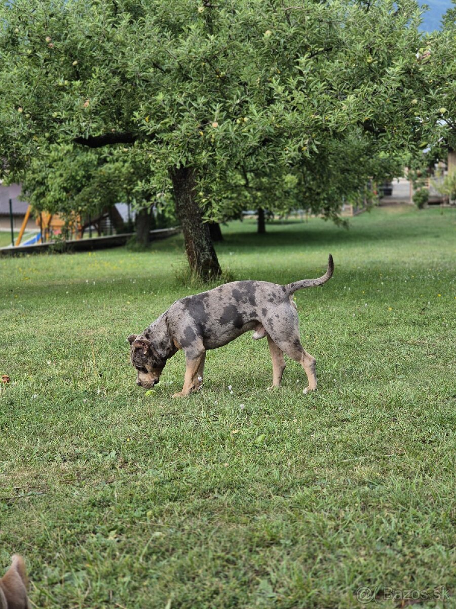 American Bully s PP,ABKC - 10