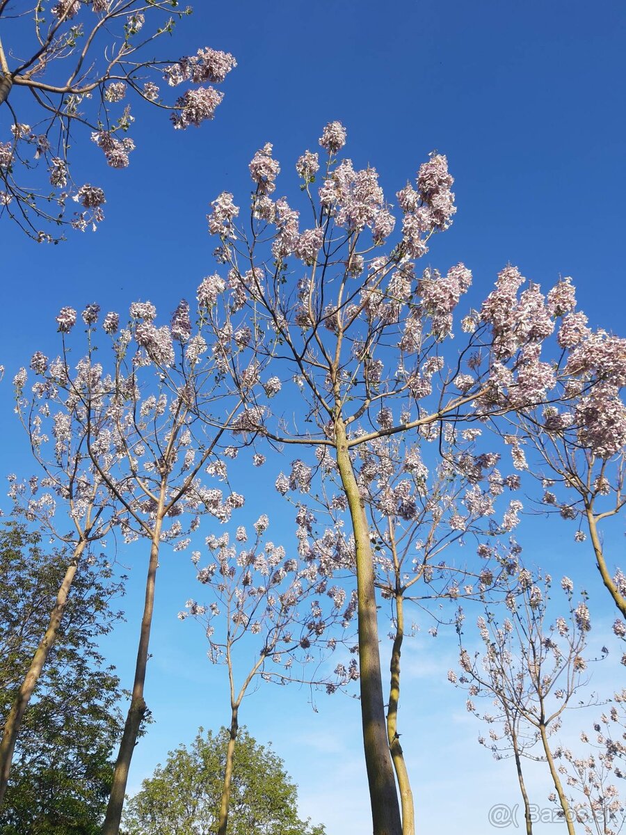 Rýchlorastúci strom-Paulownia clon in vitro 112 - 10