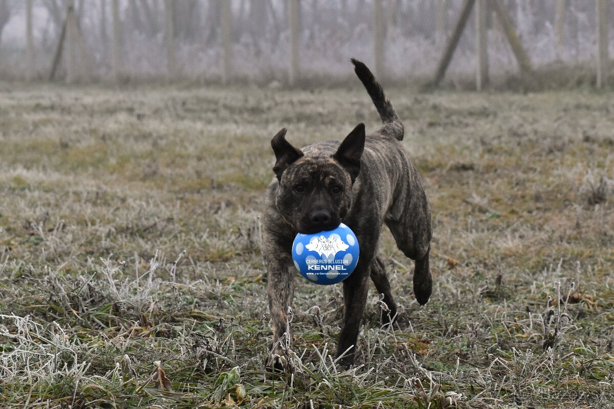Cimarron Uruguayo s PP – rezervácia šteniatok - 10