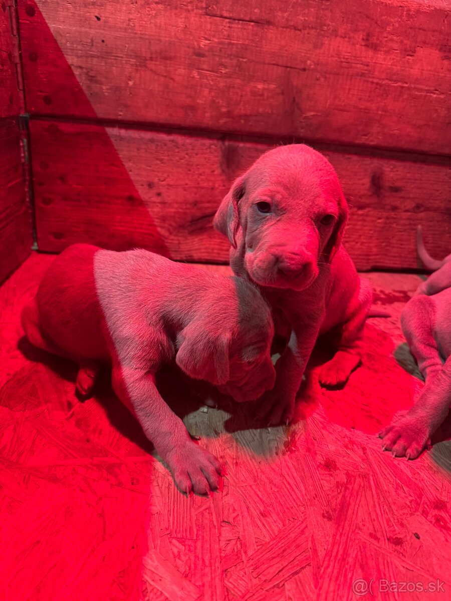 Weimarský stavač šteniatka - 10