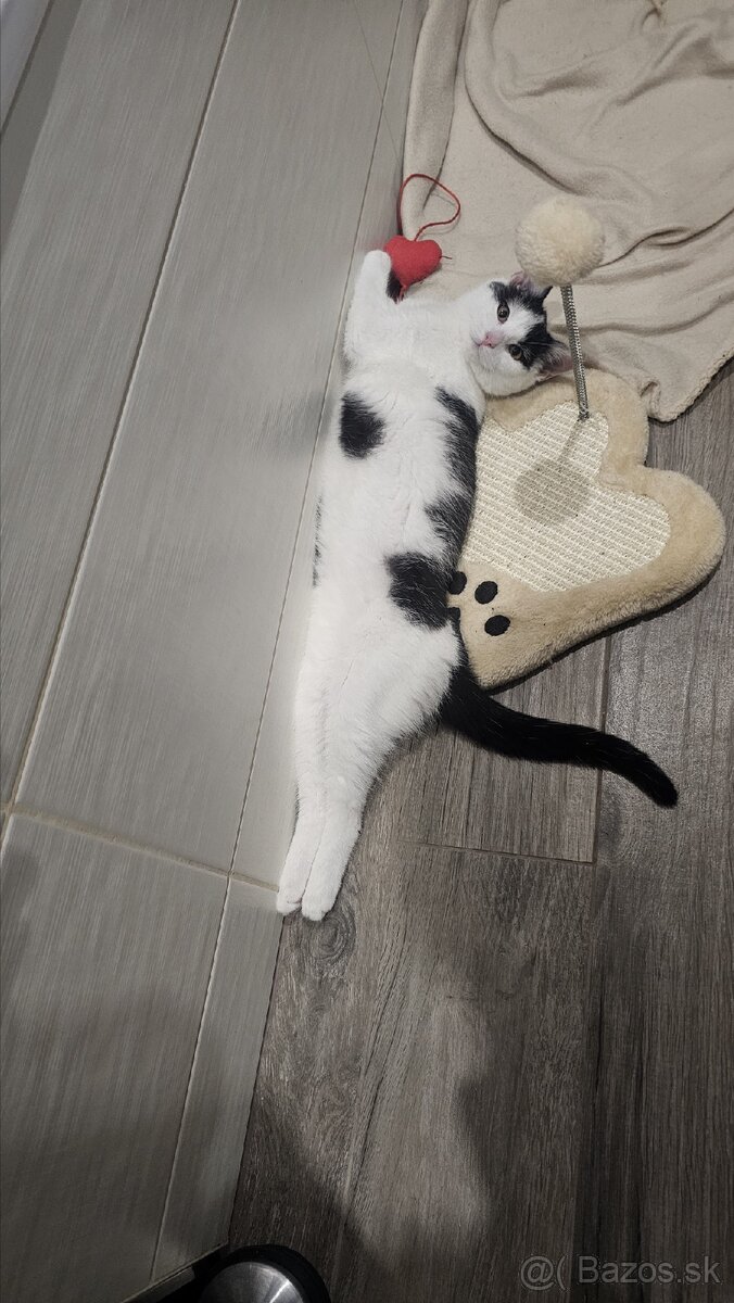 Darujem 4,5mesačného kocúrika,zaočkovaný,zdravý - 10