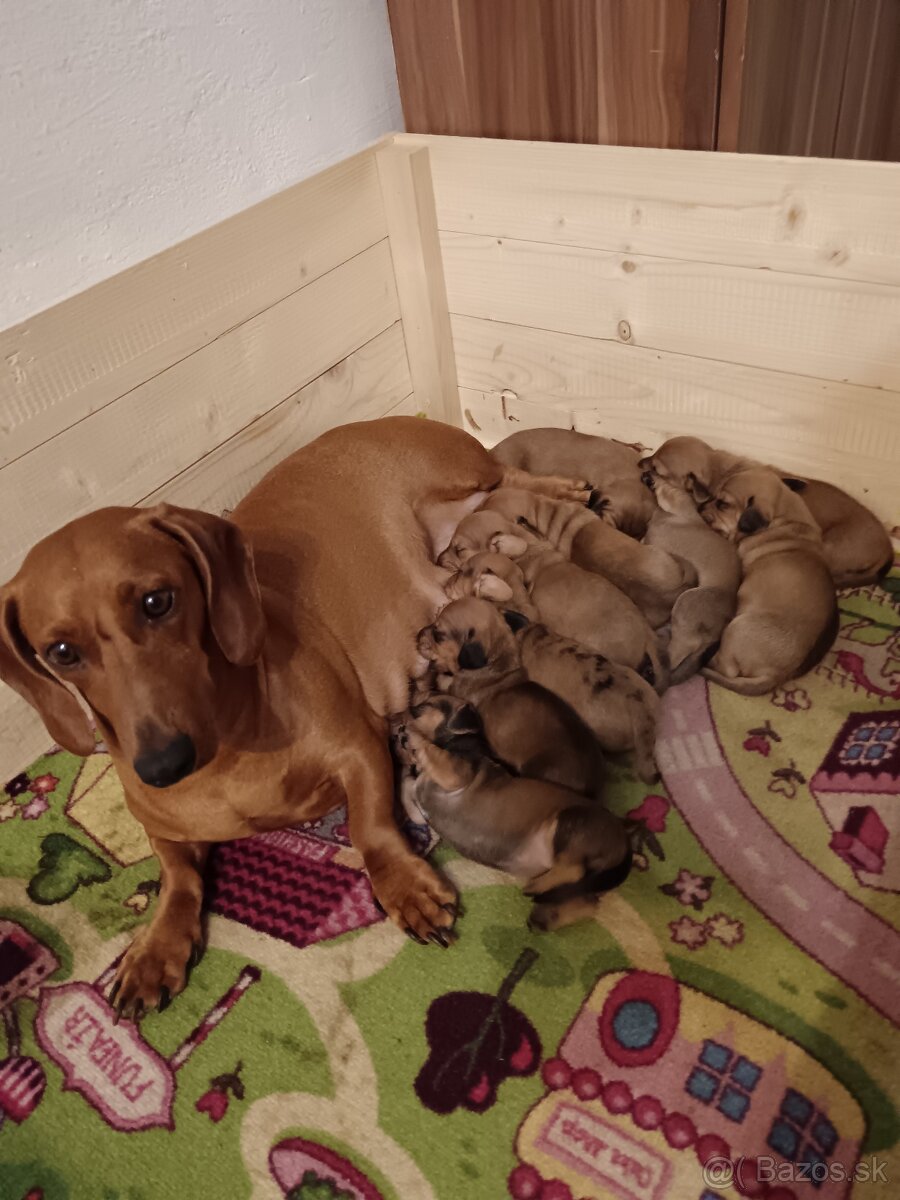 Šteniatka krátkosrtý jazvečík "štandard" - 10