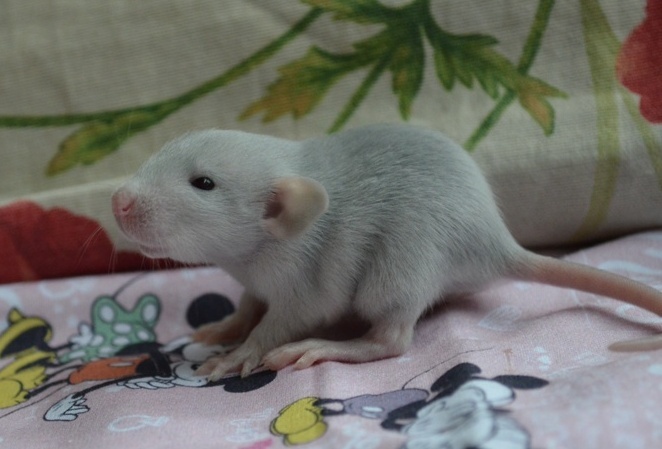 Potkaníky s rodokmeňom - rezervácie - 10