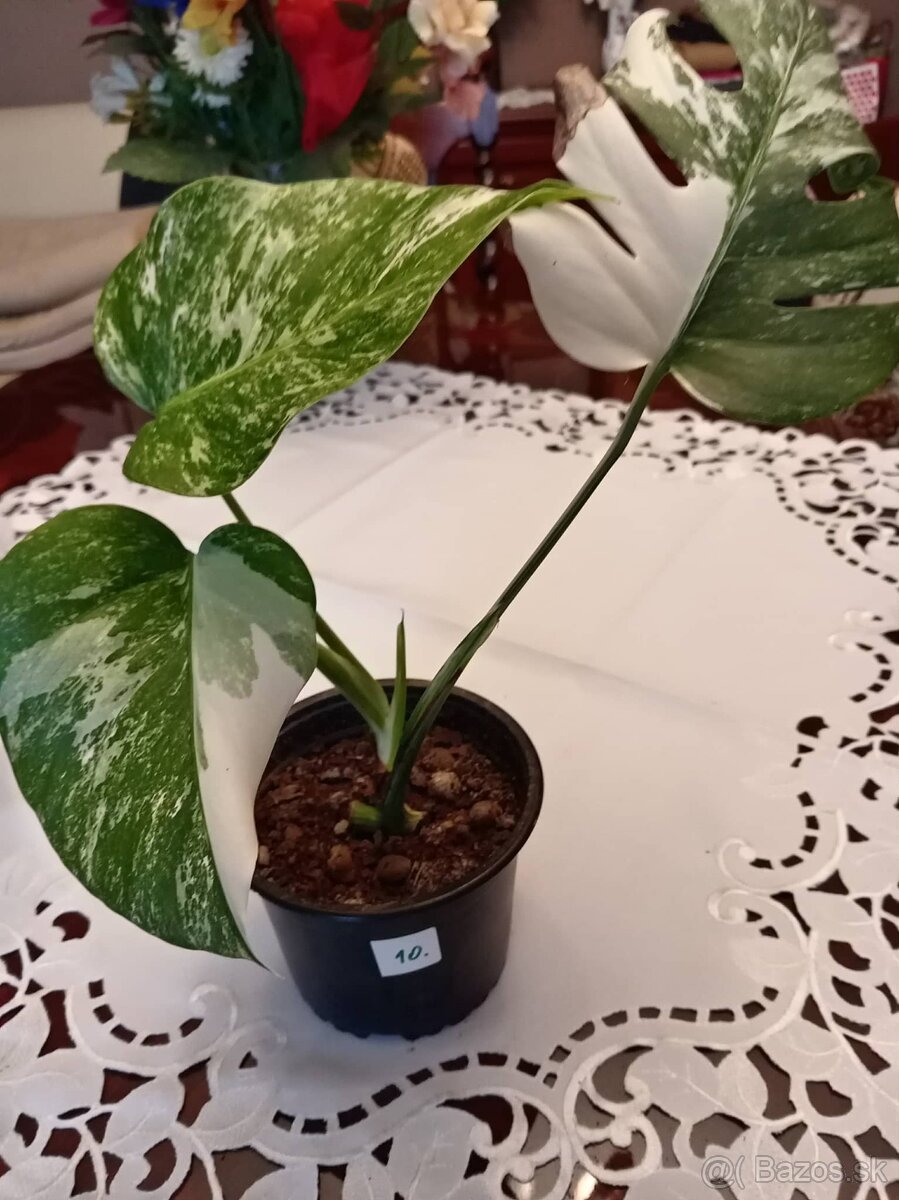 Monstera albo variegata - 10