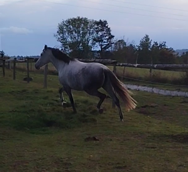 Lusitano kobyla - 10