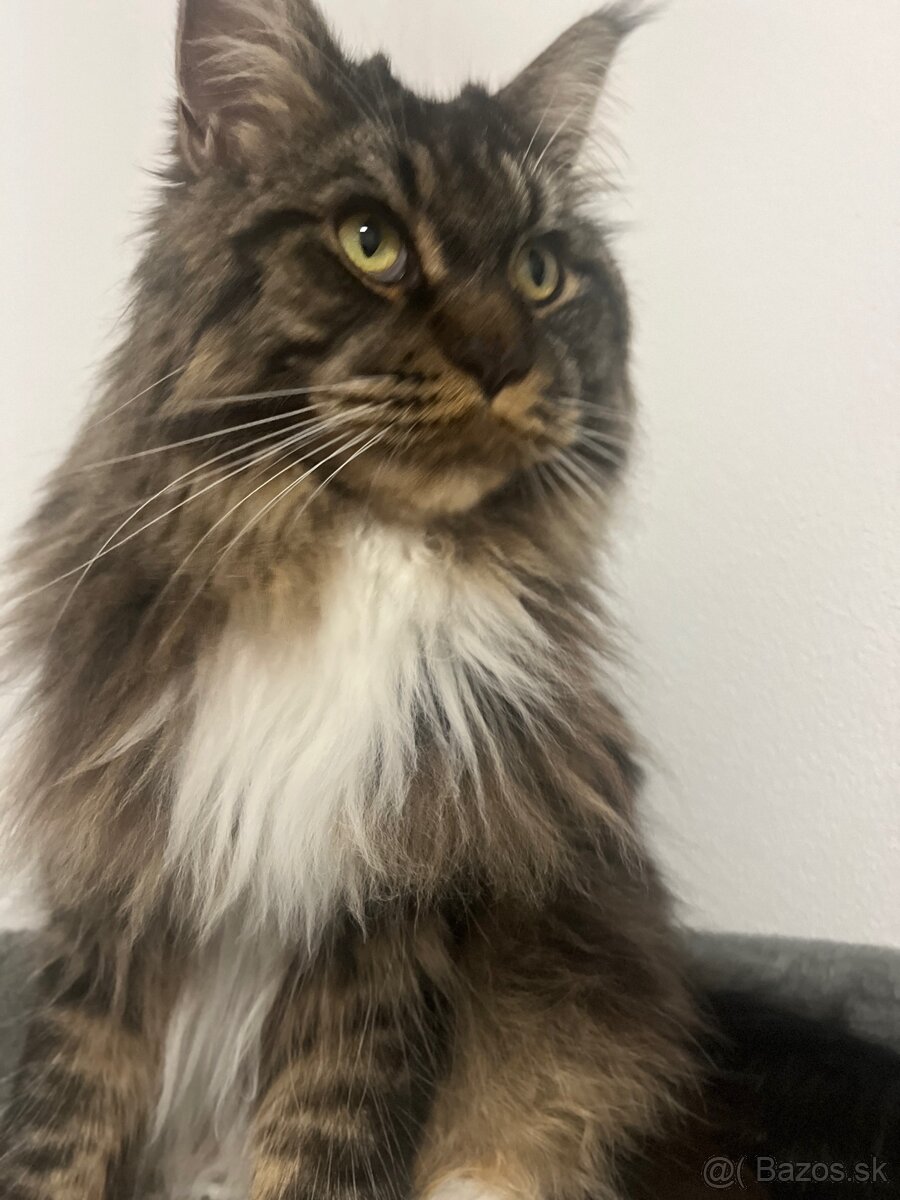 Mainska myvalia mačka main coon - 10