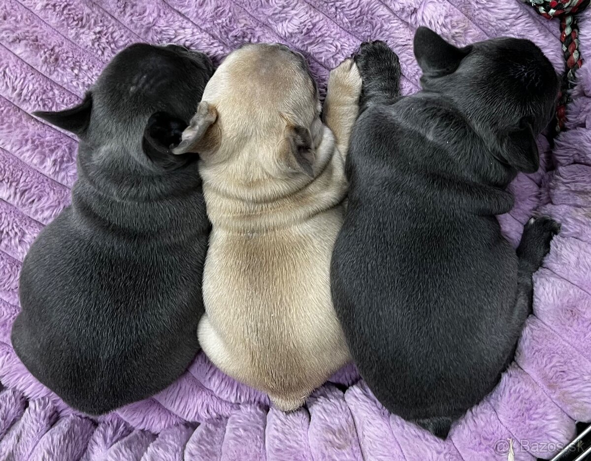 Francuzsky buldoček - 10