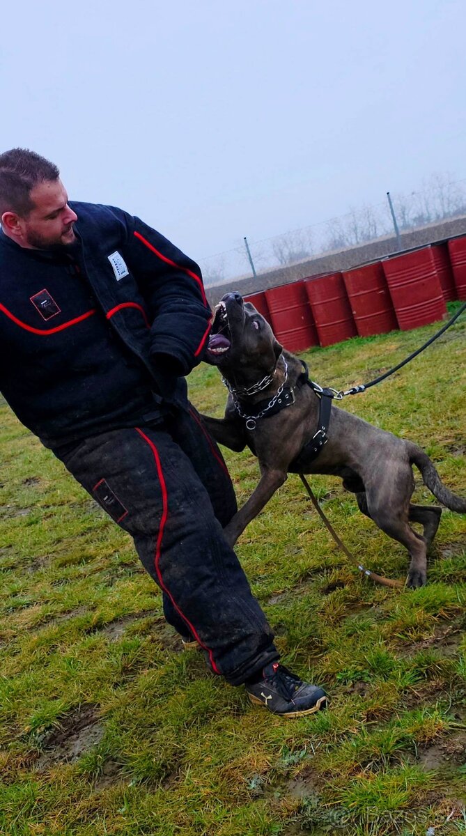 hotel pre psov, vycvik psov - 10